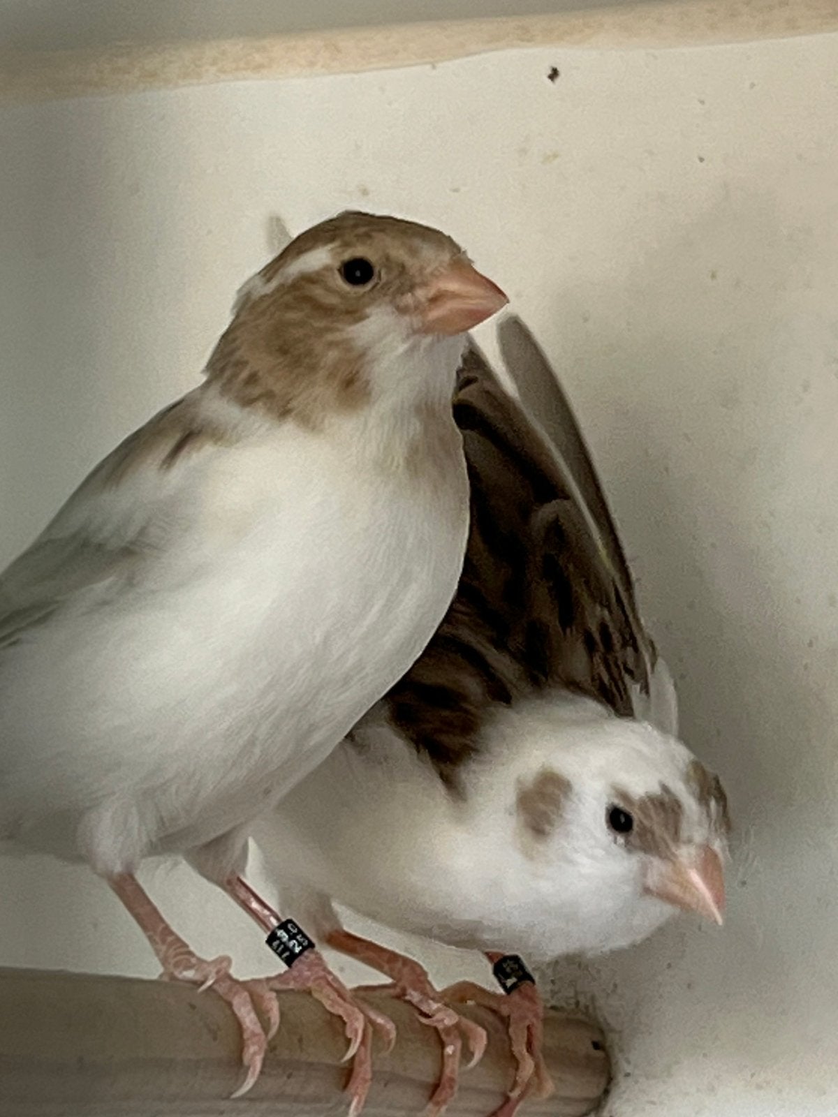 Kanaries, Dieren en Toebehoren, Vogels | Kanaries, Meerdere dieren, Kleurkanarie