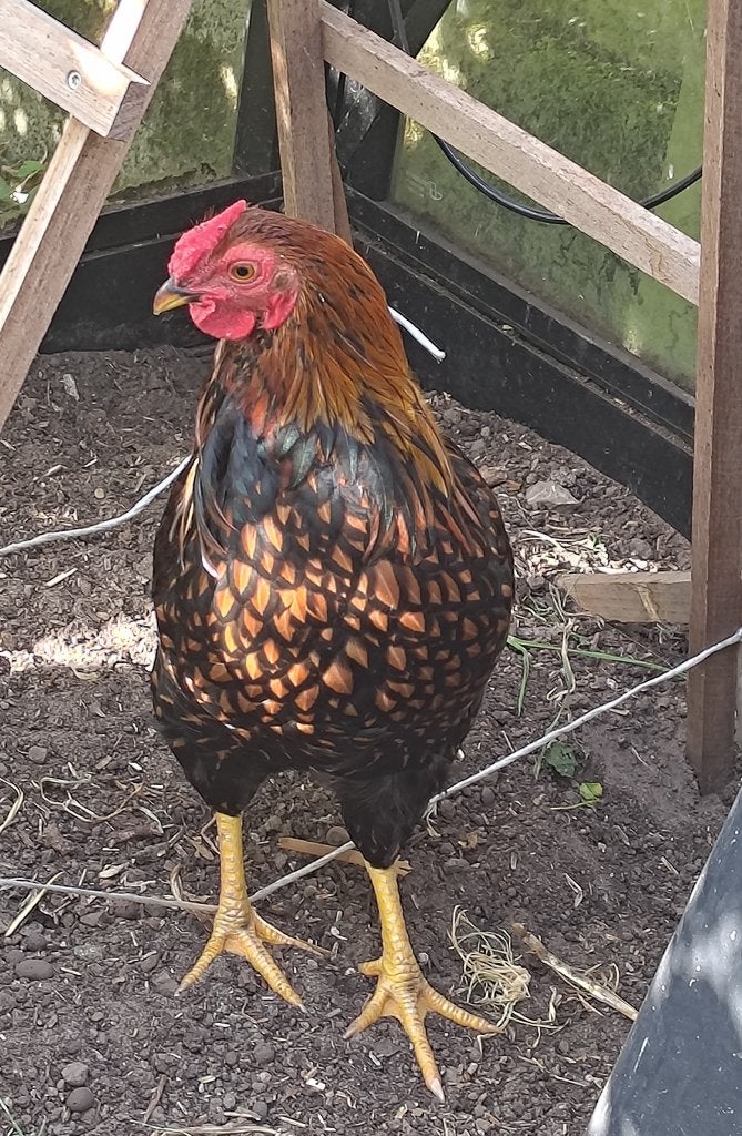 Jonge Wyandotte haan, Mannelijk, Kip
