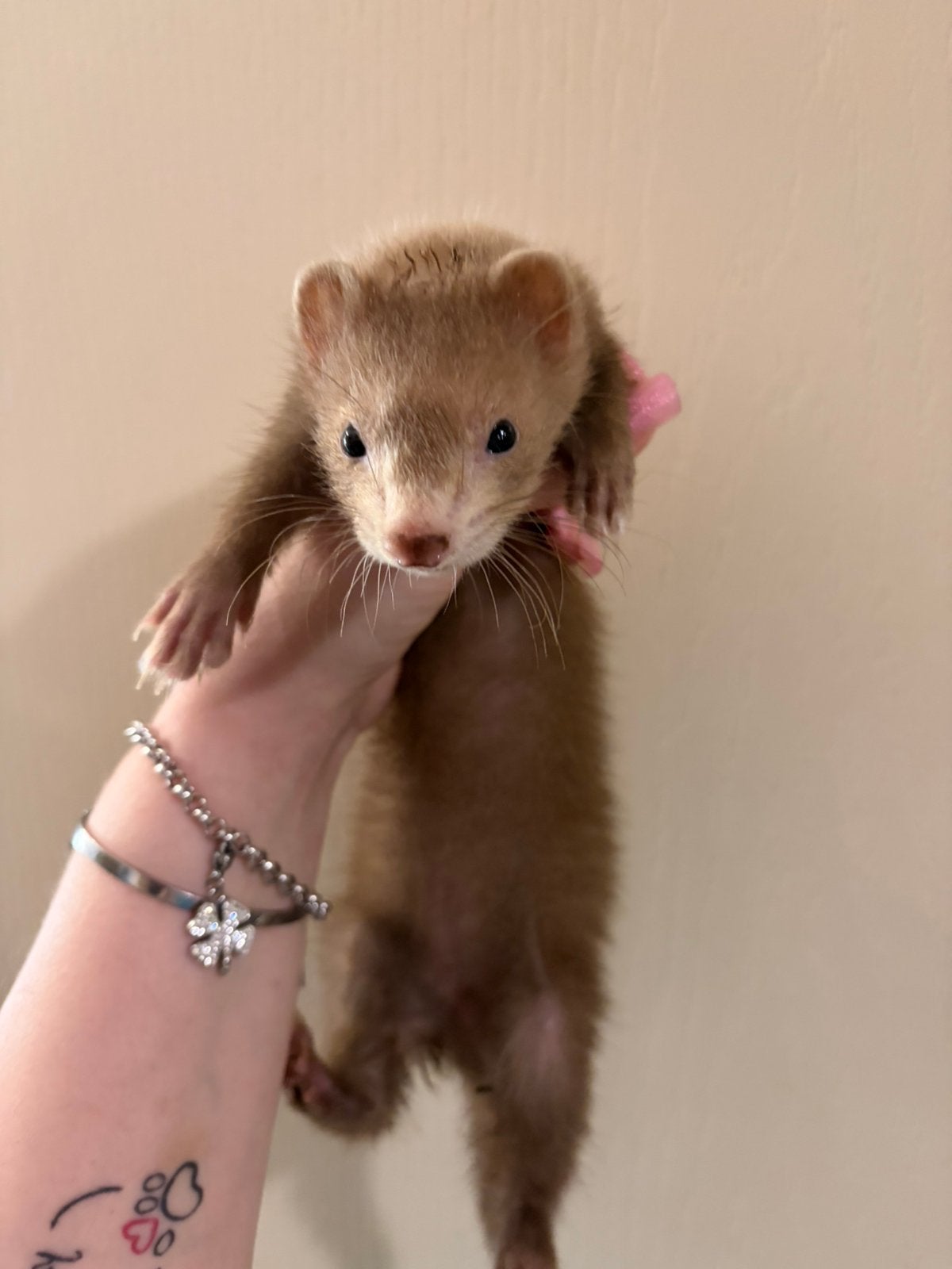 Laatste Super mooi choco fretten moertje pup, Dieren en Toebehoren, Mei, Vrouwelijk