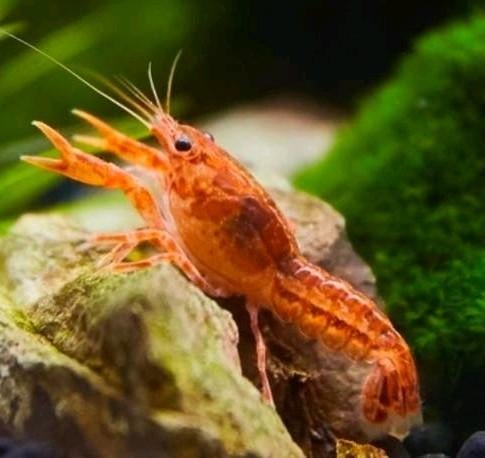 Dwergkreefjes zoetwater te koop, Dieren en Toebehoren, Vissen | Aquariumvissen, Kreeft, Krab of Garnaal, Zoetwatervis