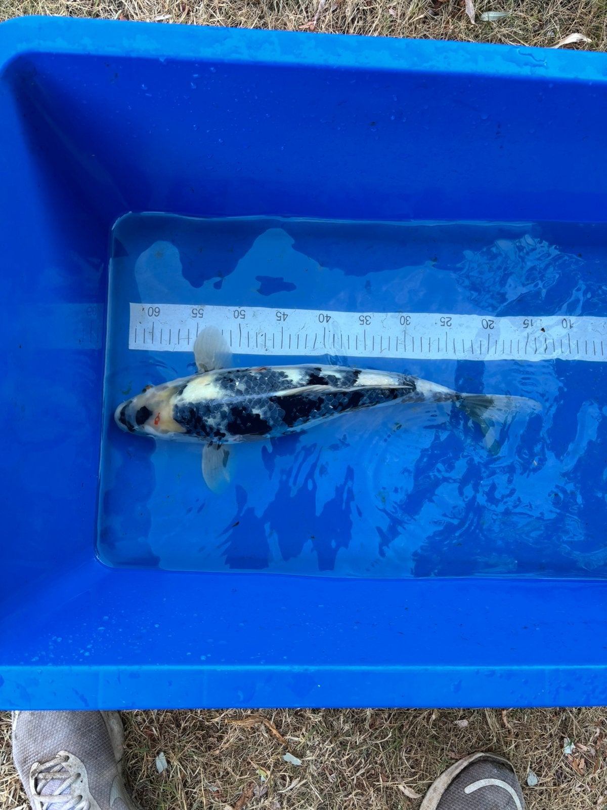 Koi - Showa, Karper of Koi