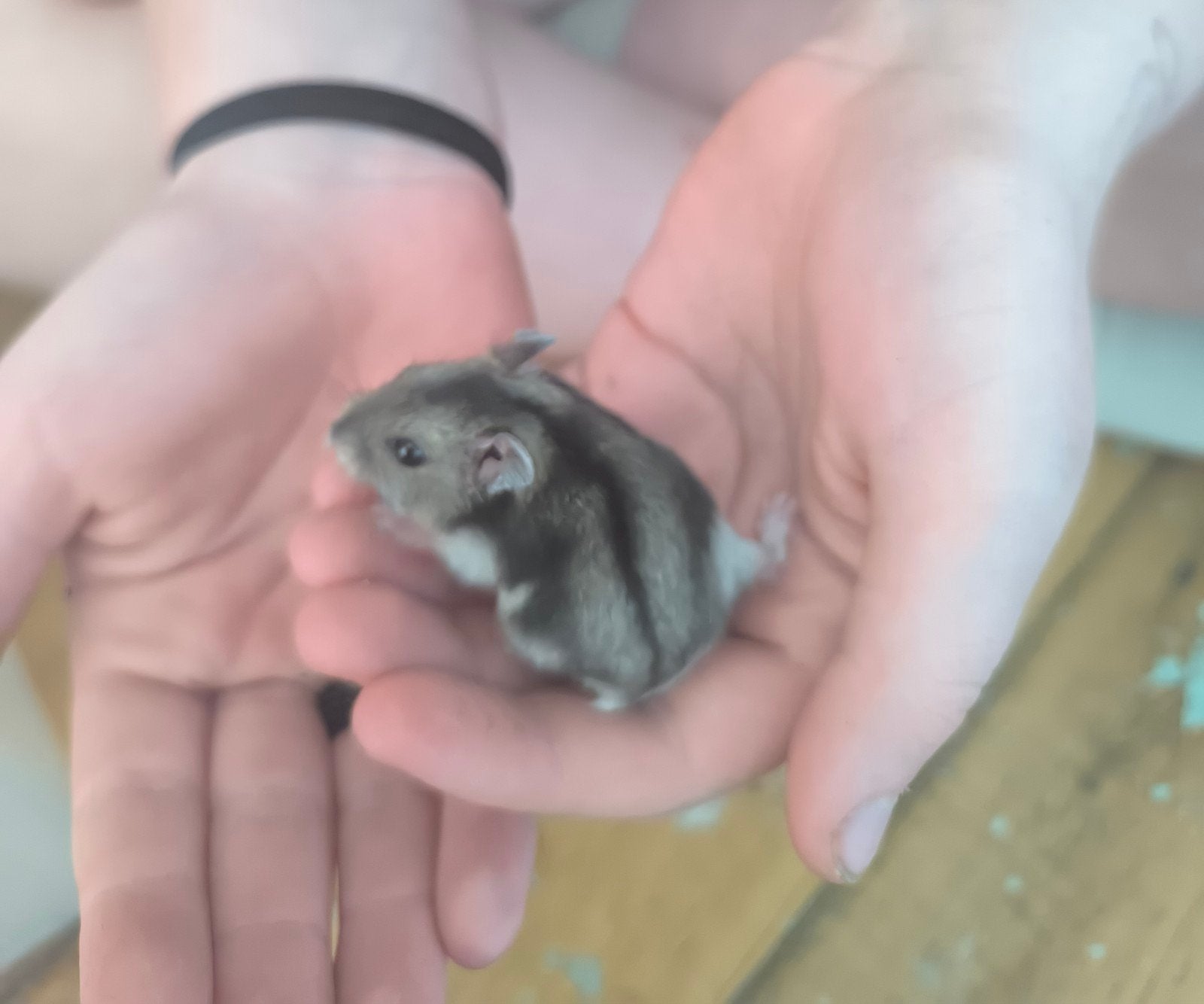 Russische dwerghamsters, Dieren en Toebehoren, Knaagdieren, Maart, Meerdere dieren