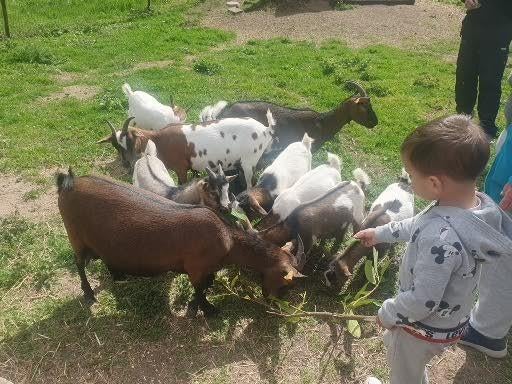 dwerggeitjes, Janvier, Plusieurs animaux
