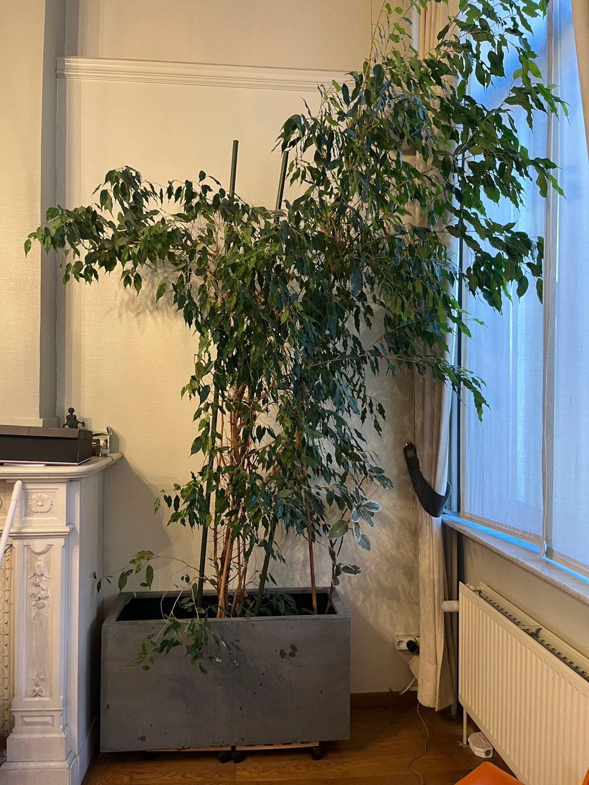 GRATIS lot bloempotten en planten, Huis en Inrichting, Ophalen