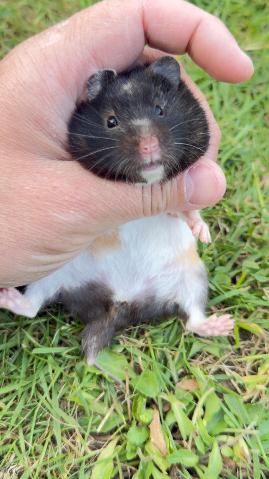 Syrische langharige hamster, Dieren en Toebehoren, Knaagdieren, Hamster, Februari, Vrouwelijk, Tam