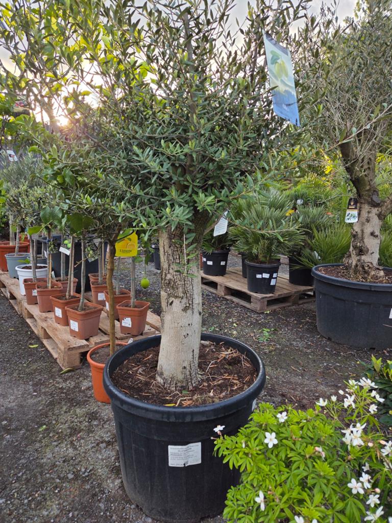Olijfboom Olea Europaea, Tuin en Terras, Planten | Bomen, Olijfboom, Ophalen