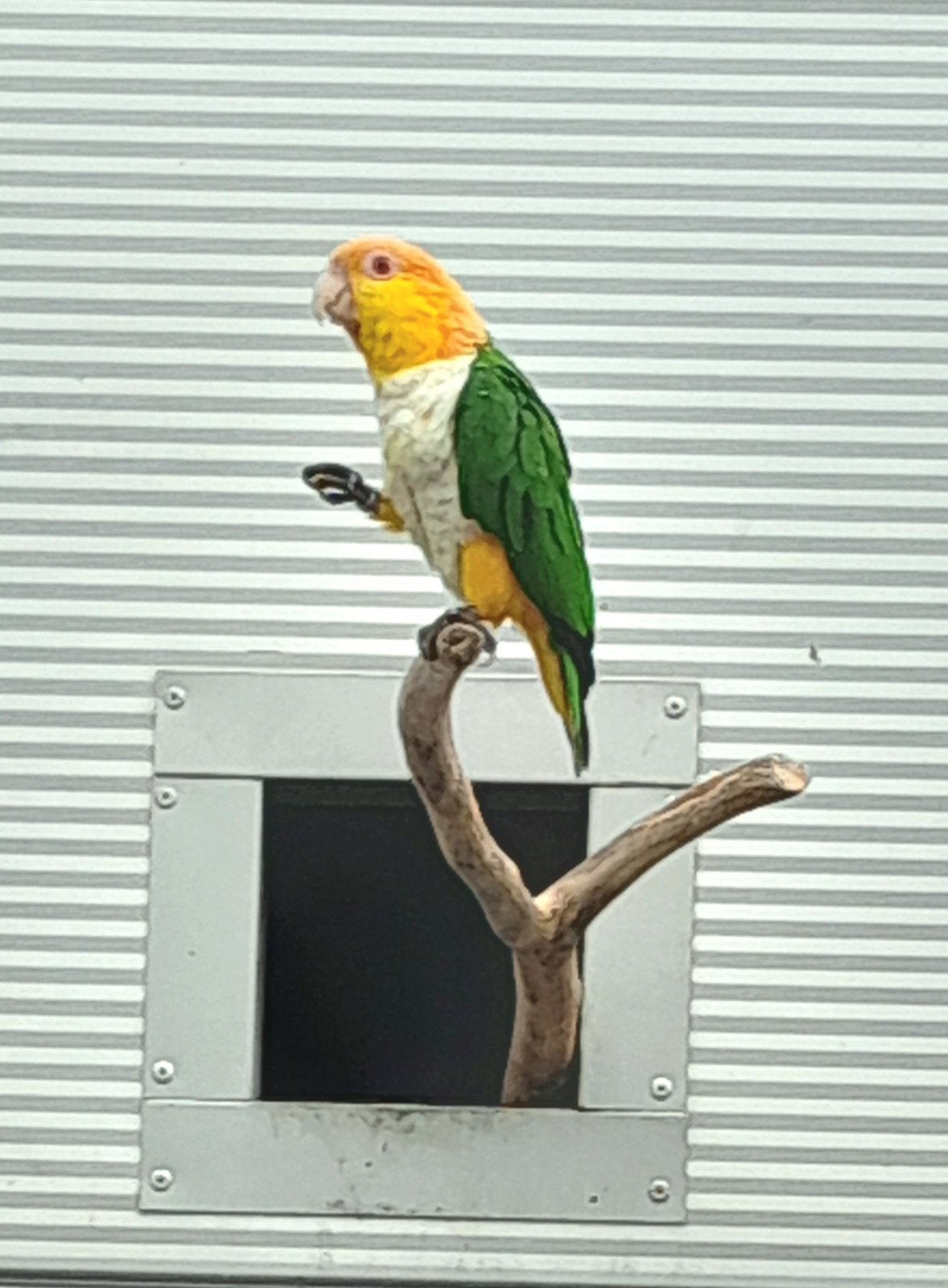 Roestkop Caique, Geringd