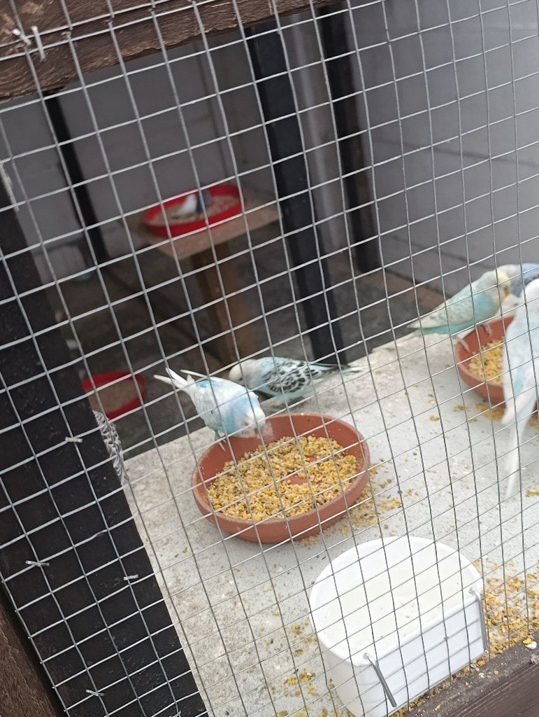 Grasparkieten, Dieren en Toebehoren, Vogels | Parkieten en Papegaaien, Meerdere dieren, Parkiet