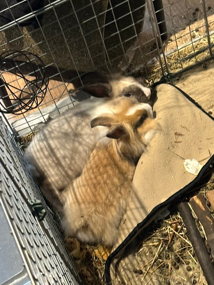 2 leeuwenkop konijnen te koop (gratis kooi, eten, hooi…), Dieren en Toebehoren, Meerdere dieren, Klein, 0 tot 2 jaar