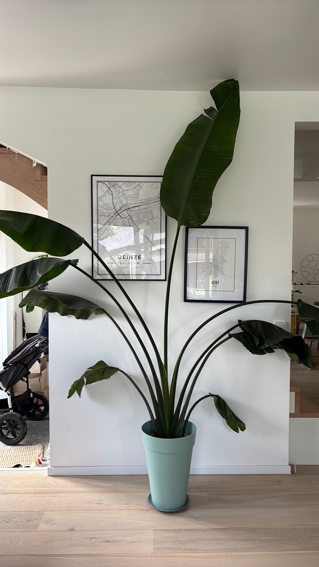 Strelitzia Nicolai, Ophalen, 200 cm of meer, Overige soorten, Halfschaduw