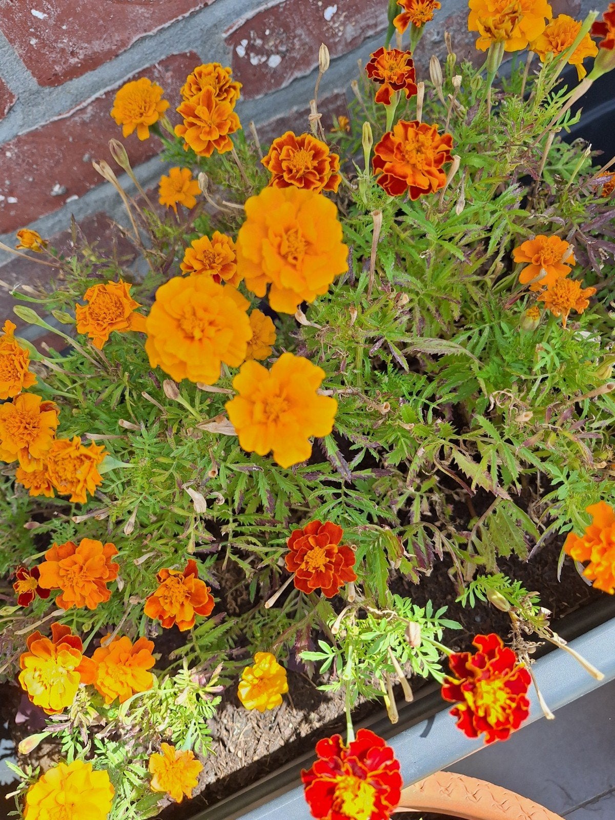 Tagetes zaad te koop (per zakje 100g €5), Ophalen of Verzenden, Zaad