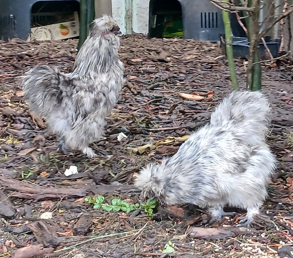 Prachtige zijdehoenders, Dieren en Toebehoren