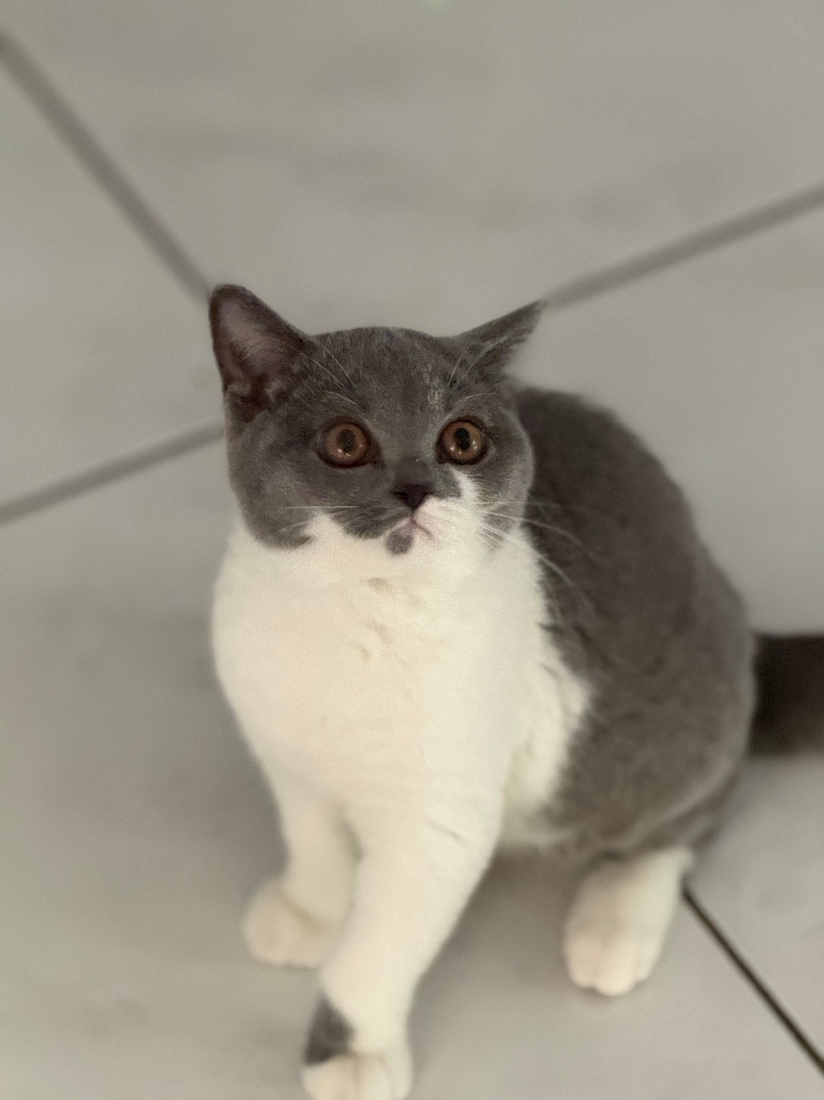 Prachtige Britse Korthaar kittens Bicolor met Stamboom, Chatte ou Chat, Avec pedigree, 0 à 2 ans