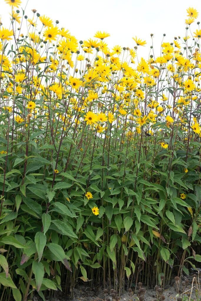 Plantes vivaces, Ophalen