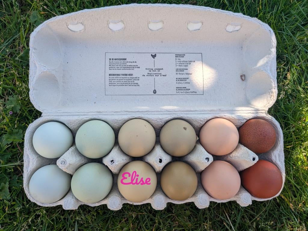 Broedeieren kleurleggers easter eggers olijfleggers kippen, Animaux & Accessoires, Poule ou poulet
