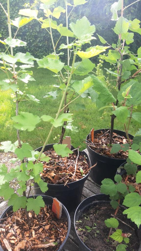 Witte aalbes: 3 verschillende variëteiten, Tuin en Terras, Planten | Fruitbomen, Ophalen