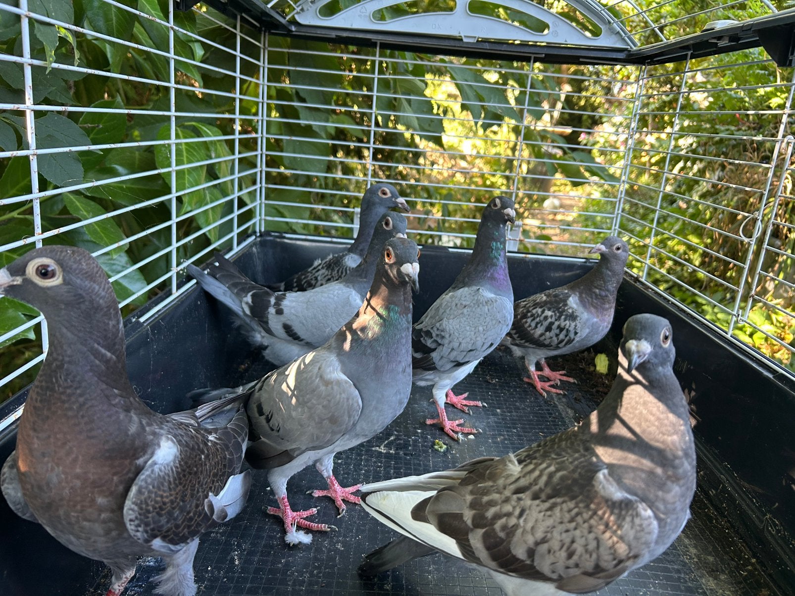 Jonge duiven, Dieren en Toebehoren, Vogels | Duiven, Meerdere dieren, Postduif