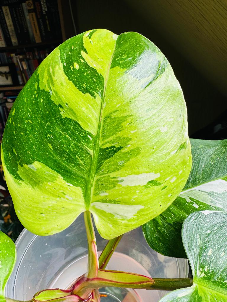 Philodendron ‘White Princess’ tricolor, Huis en Inrichting, Kamerplanten, Ophalen, 200 cm of meer, Overige soorten, Halfschaduw