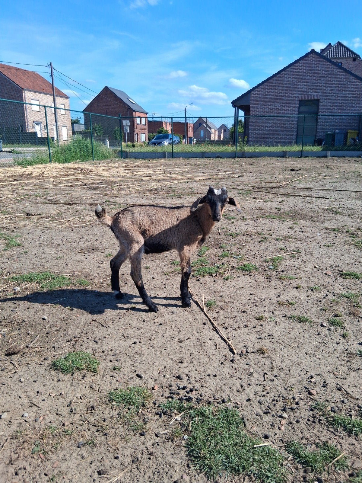 Bokje 2 maanden oud, Dieren en Toebehoren, Schapen, Geiten en Varkens, Geit, Mannelijk, 0 tot 2 jaar