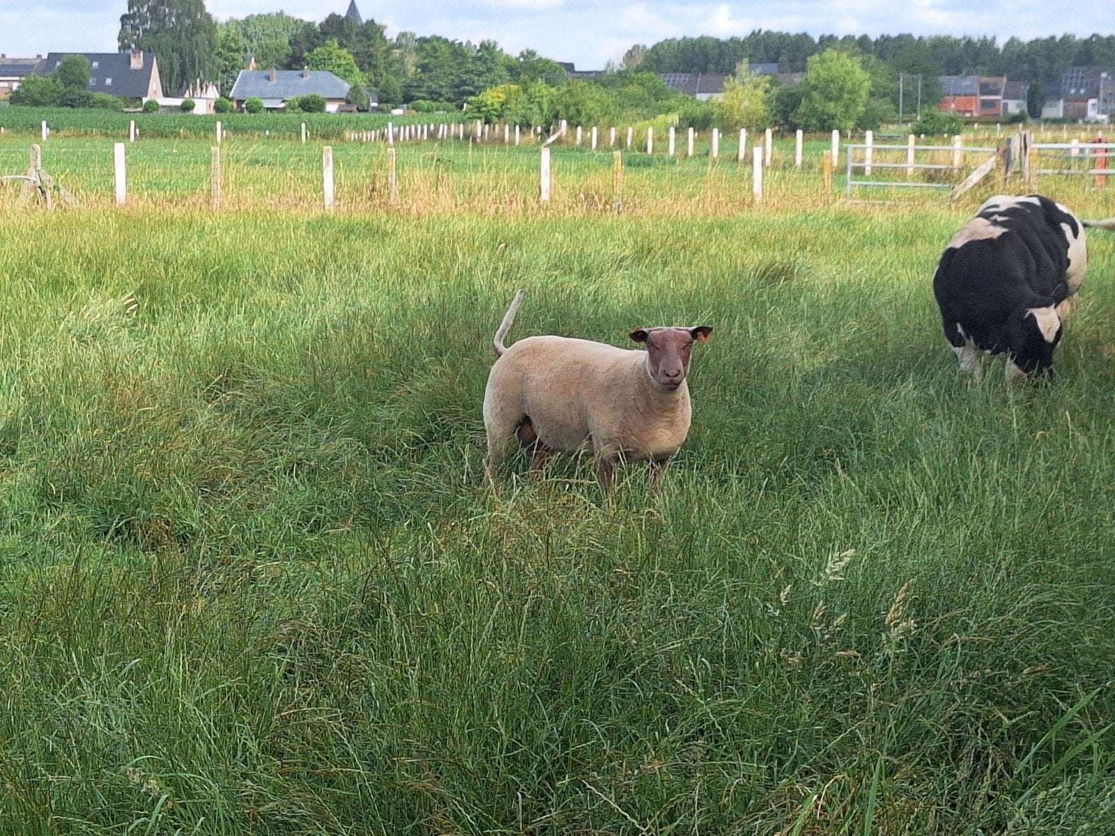stamboek dekrammen rouge de l'ouest, Dieren en Toebehoren