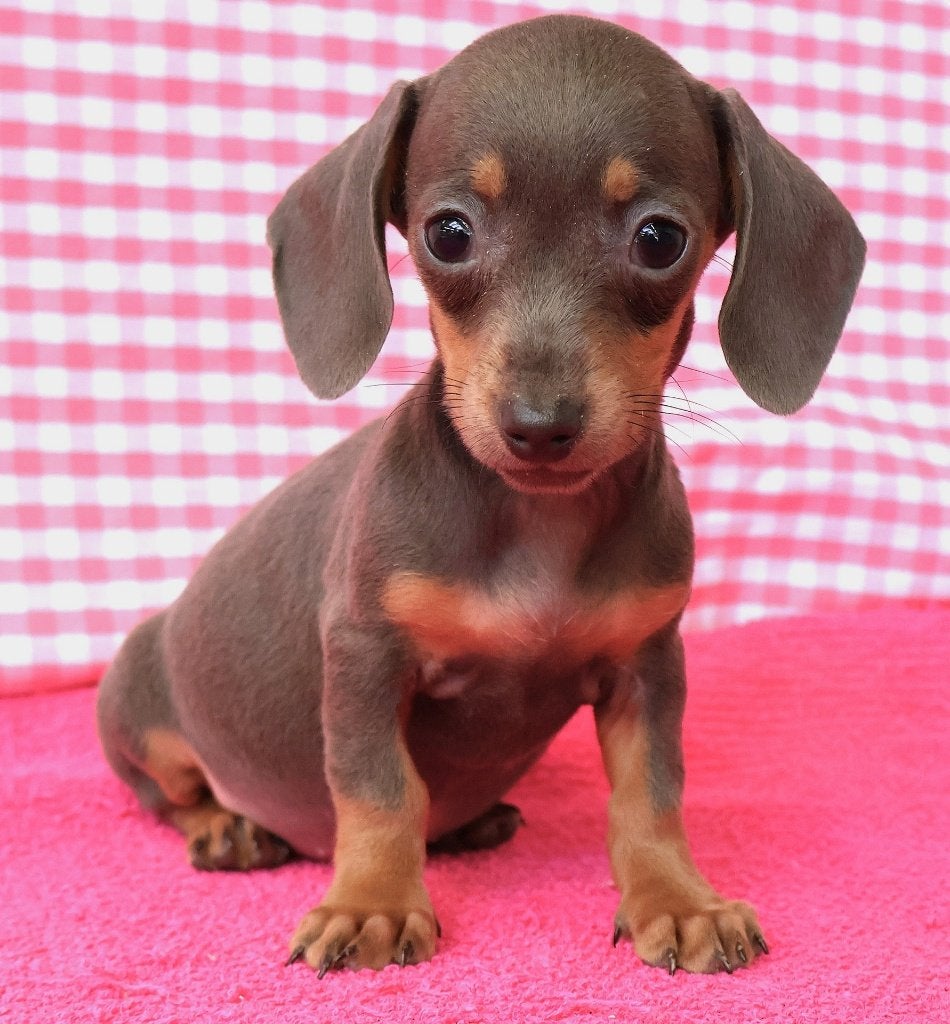 Chiots teckel super mignons !, 15 semaines à 1 an, Poils courts, Chienne, Éleveur | Professionnel