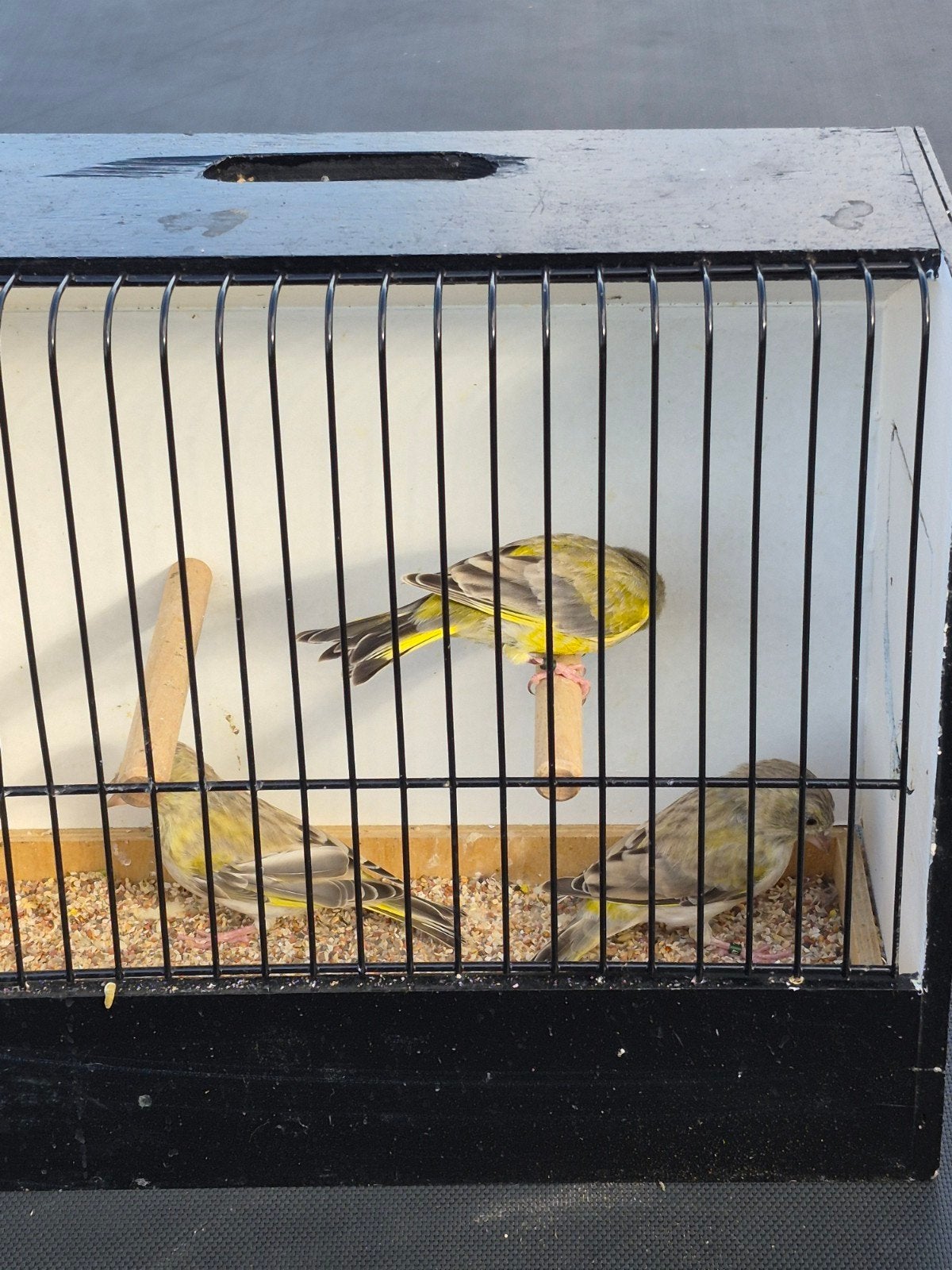 groenvink agaat, Meerdere dieren, Wildzangvogel, Geringd