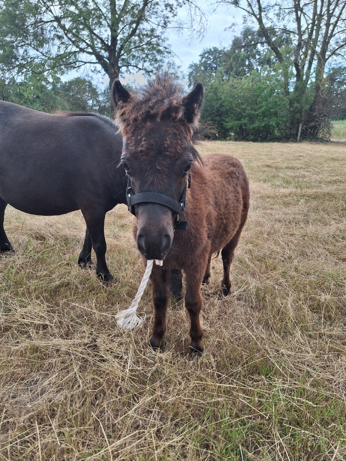 shetland hengste veulen tekoop!, Dieren en Toebehoren