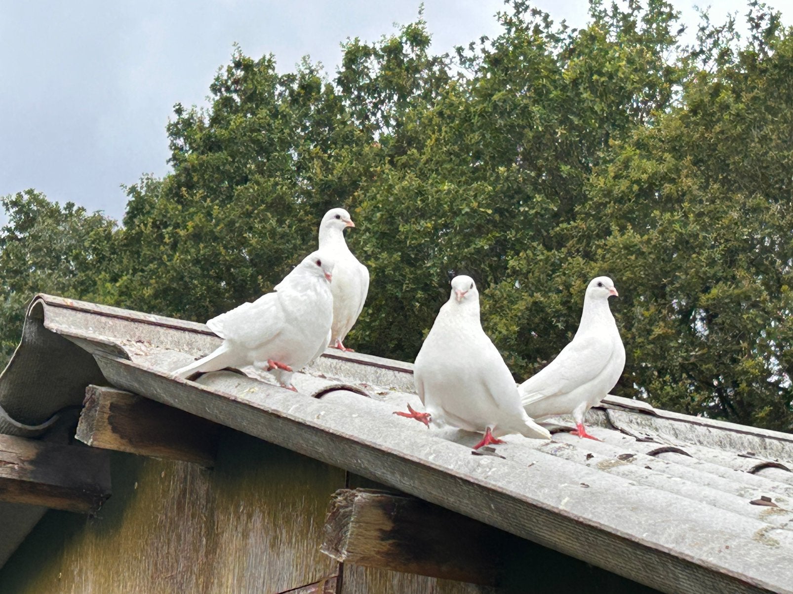 Sierduiven, Dieren en Toebehoren, Meerdere dieren, Overige soorten