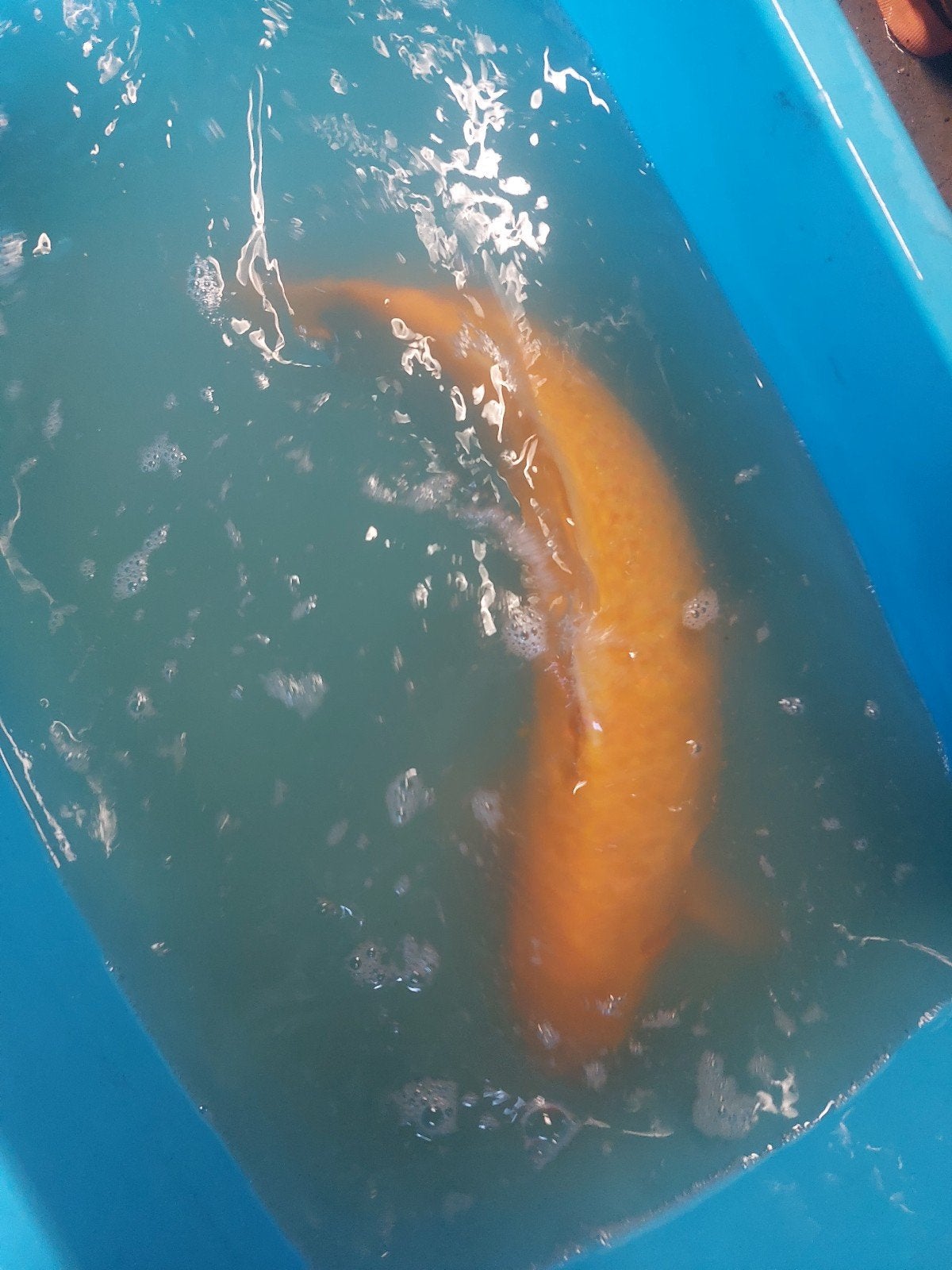 Yamabuki, Dieren en Toebehoren