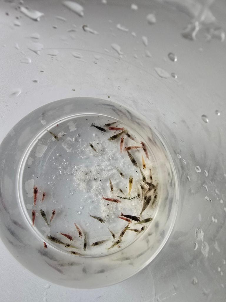 Crevettes aquarium