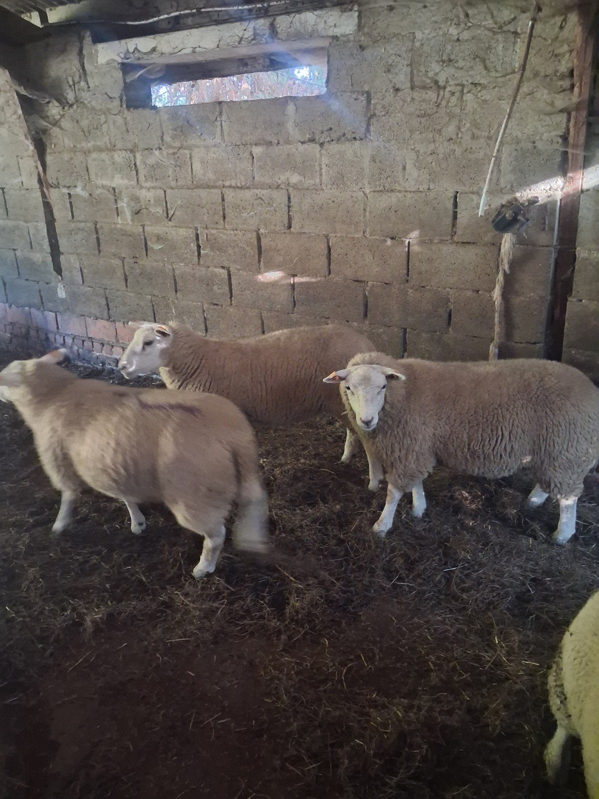 ooilammeren voor de fokkerij, Dieren en Toebehoren, Schapen, Geiten en Varkens