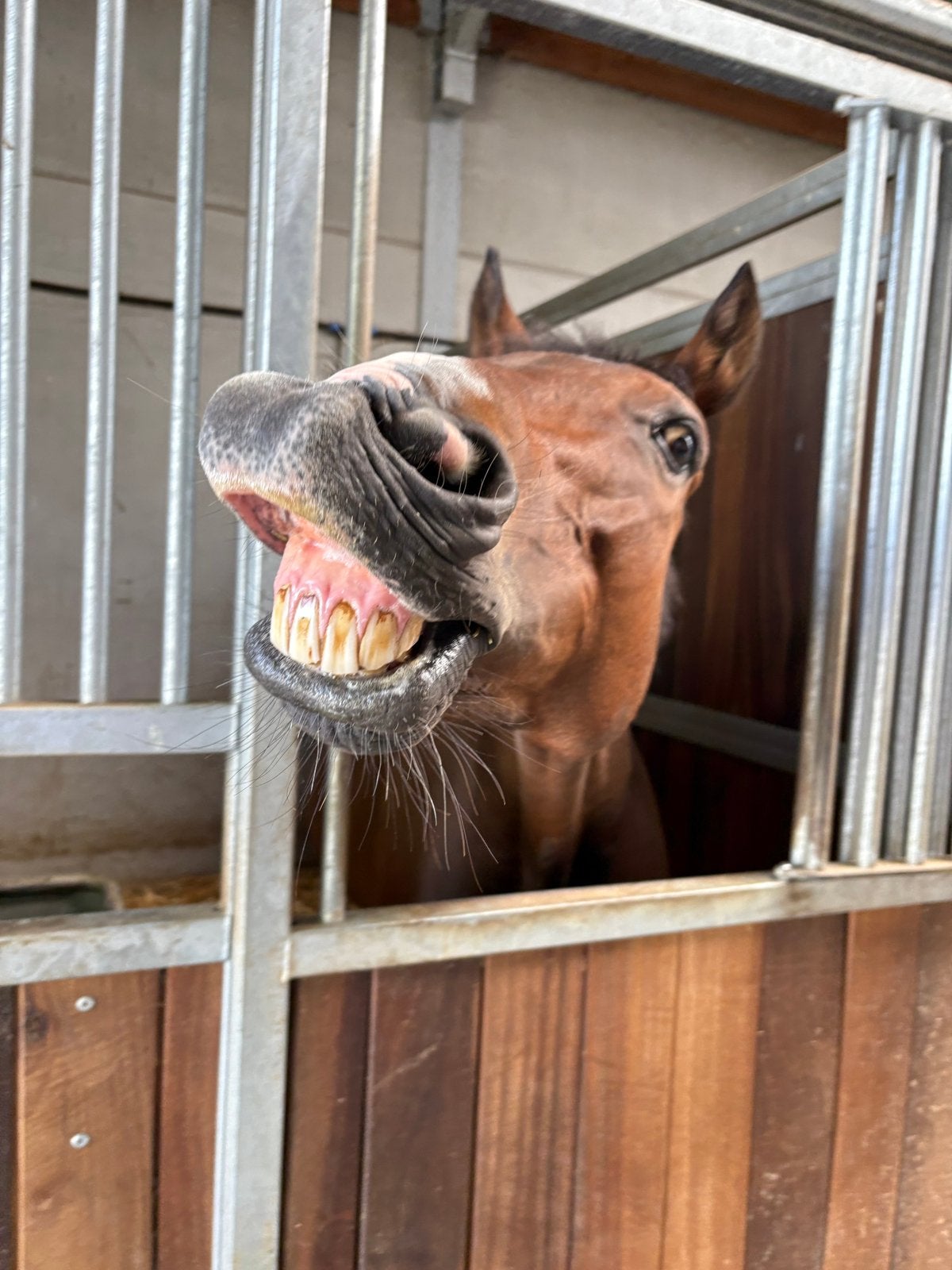 Halvestal gezocht 18+, Dieren en Toebehoren, Paarden