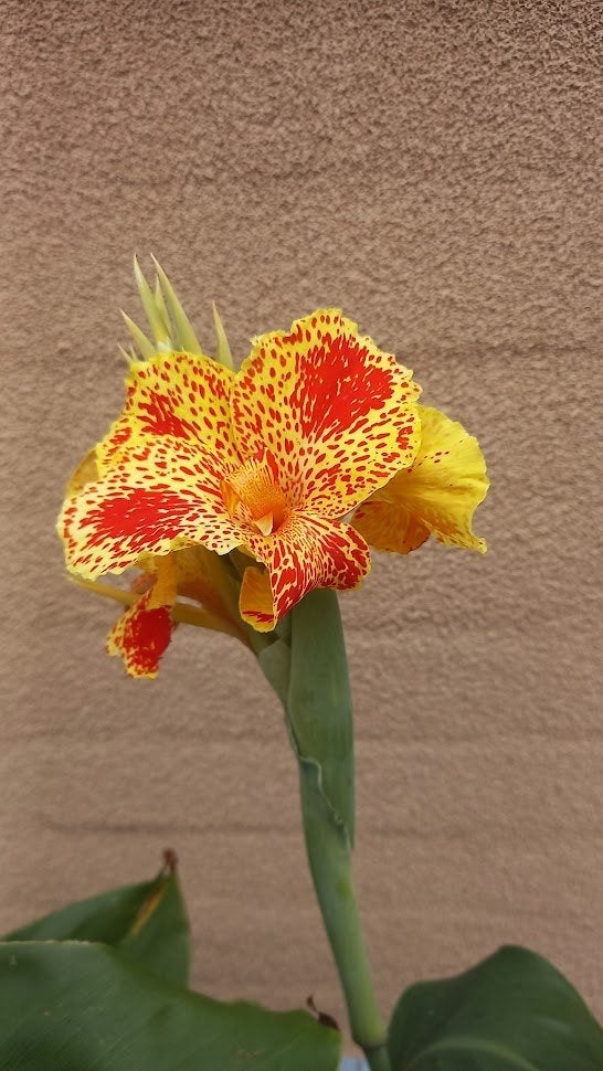canna picasso, Tuin en Terras, Planten | Tuinplanten, Ophalen