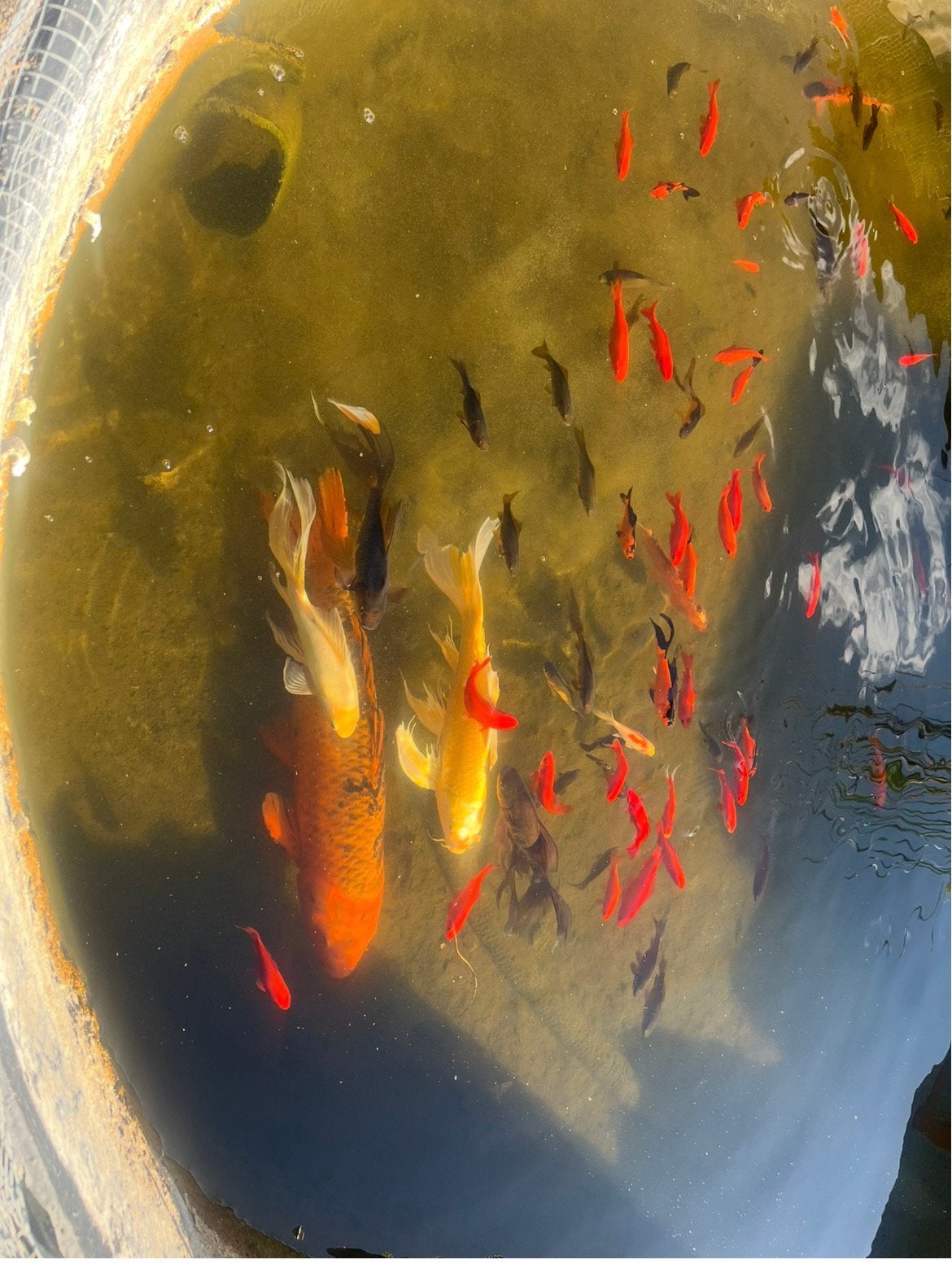 Vijvervissen, vijverplanten en waterlelies, Karper of Koi