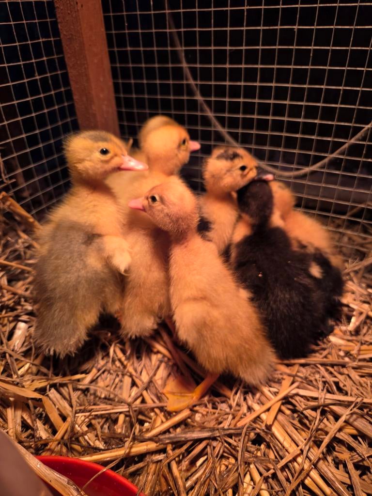 Kleine eendjes, Plusieurs animaux, Canard