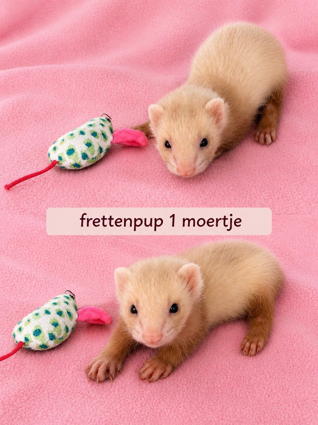 Frettenpups te koop, Dieren en Toebehoren, Fret, Juni, Meerdere dieren, Tam
