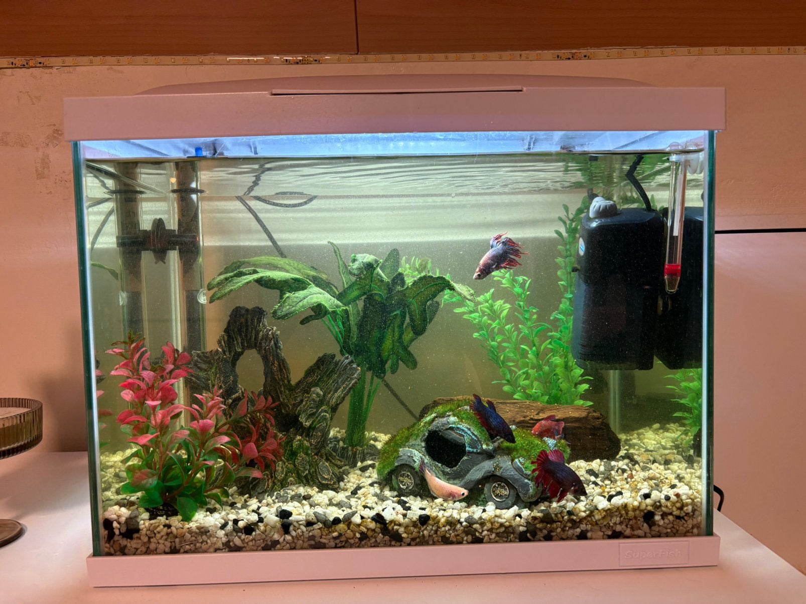 Aquarium 60L + betta vissen, Animaux & Accessoires, Poissons | Aquariums & Accessoires, Comme neuf, Filter, Enlèvement