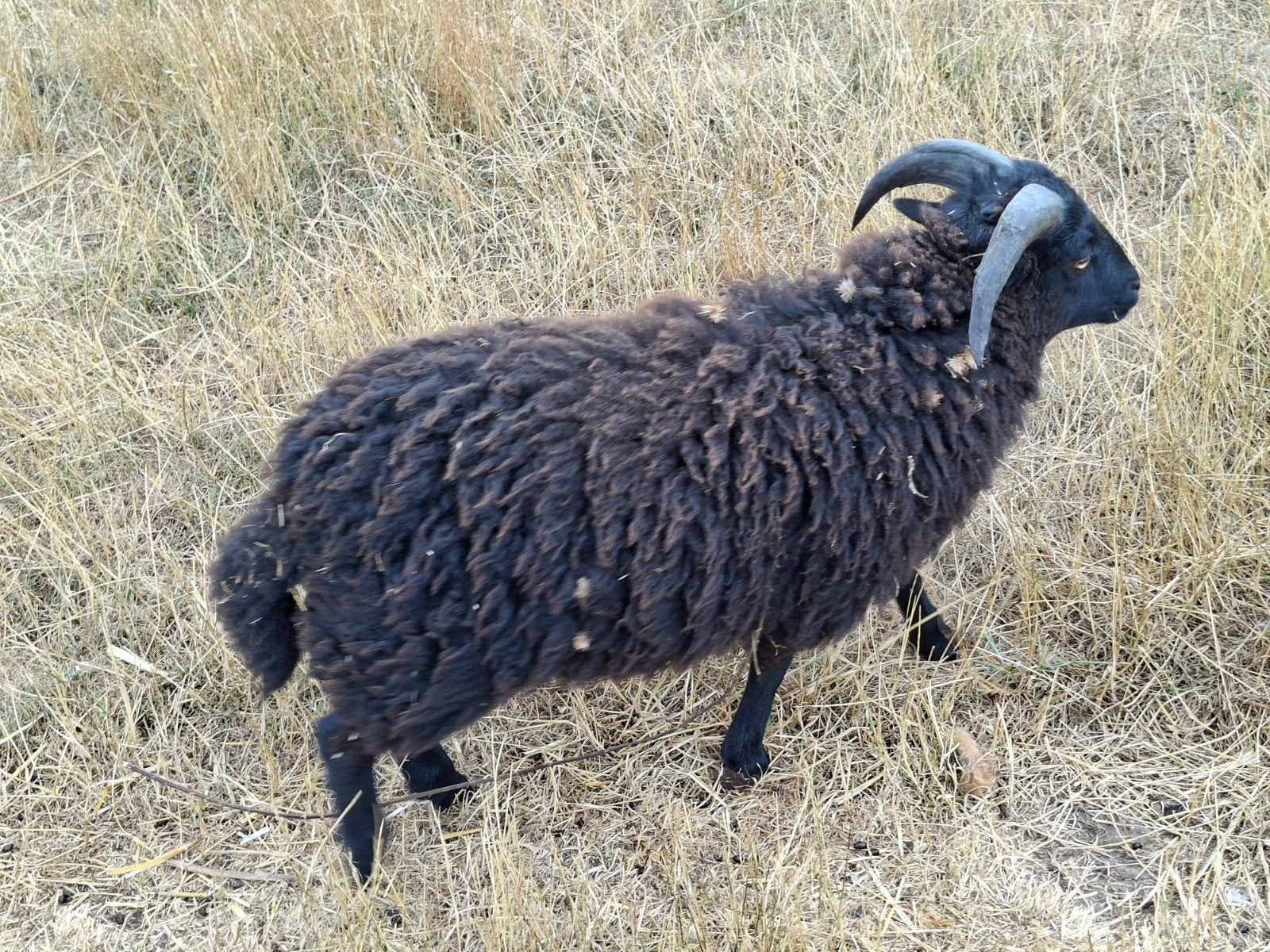 ouessant, Dieren en Toebehoren, Mannelijk, Schaap, 0 tot 2 jaar