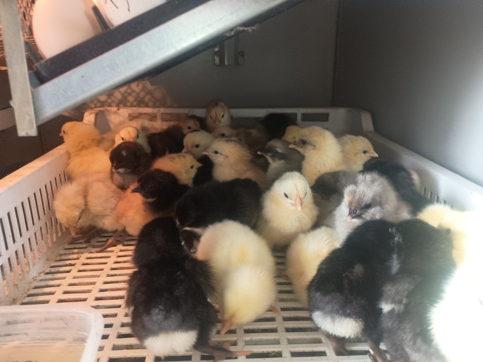 dagkuikens leghennen 5 kleuren, Geslacht onbekend, Kip