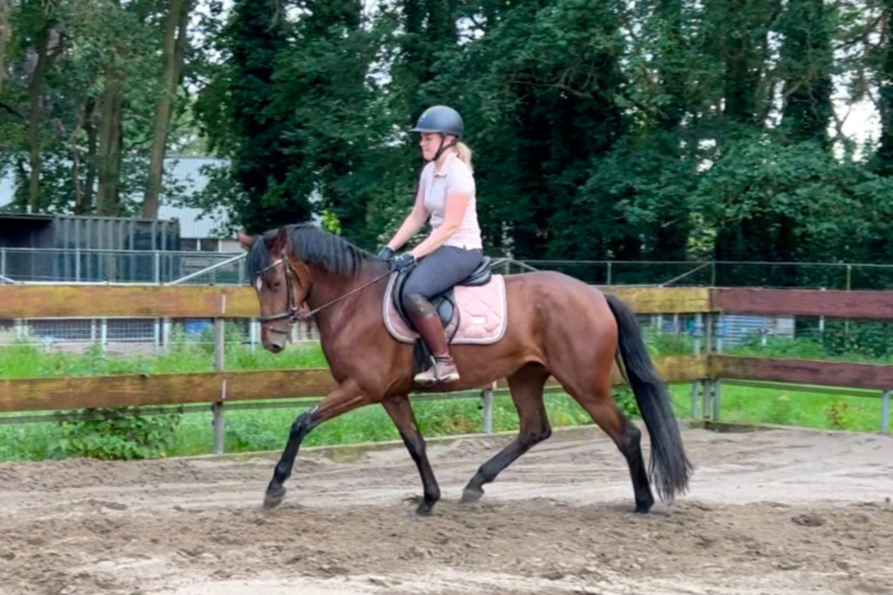Brave 3 jarige E-pony merrie 1.53m zadelmak allrounder, Dressuurpony, Zadelmak, 3 tot 6 jaar, Gechipt
