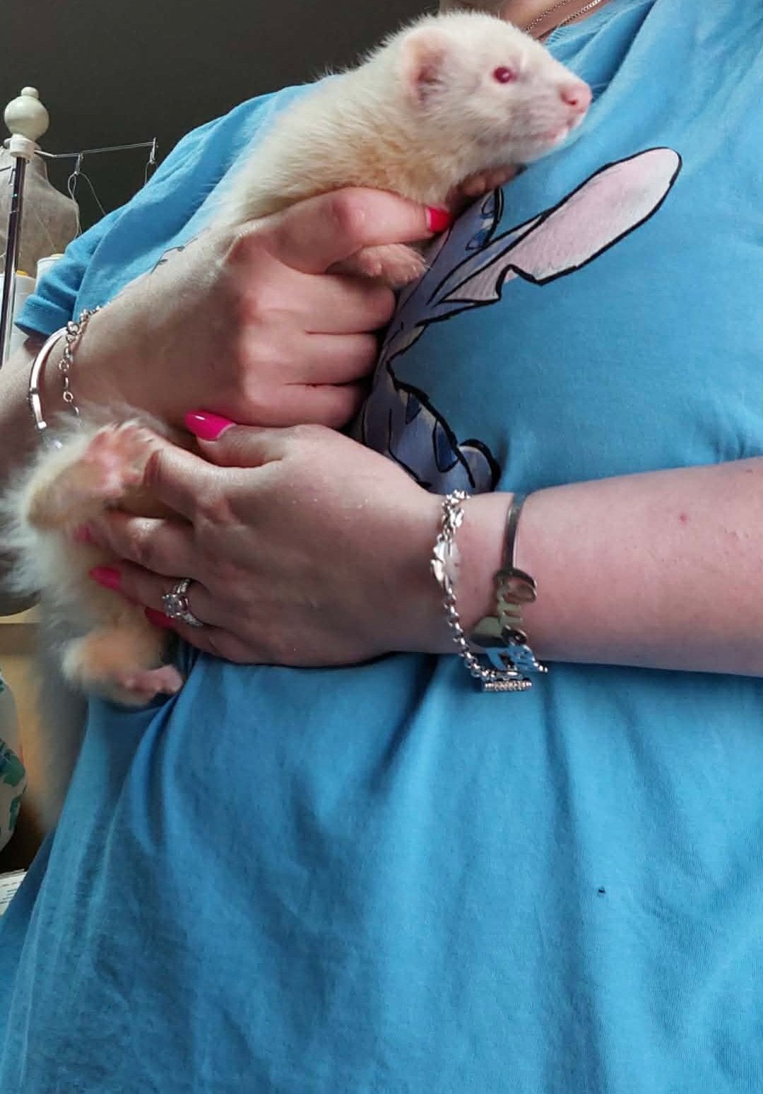 Super lief albino fretten rammetje pupje, Juin, Mâle