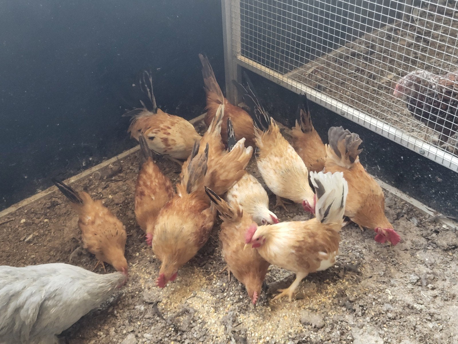 petits coqs, Mâle, Poule ou poulet
