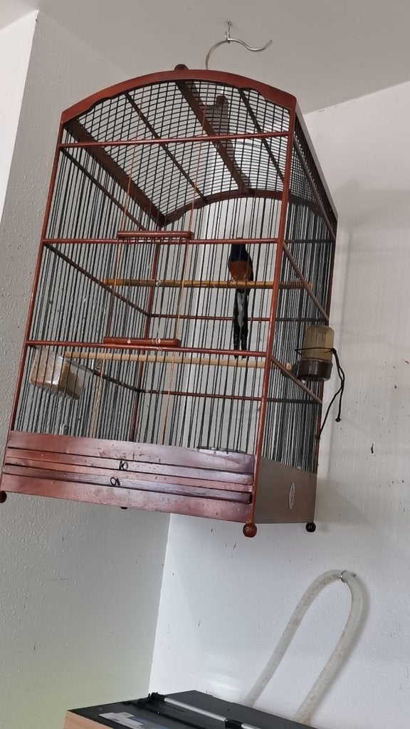 Schama lijster man, Mannelijk, Tropenvogel, Geringd