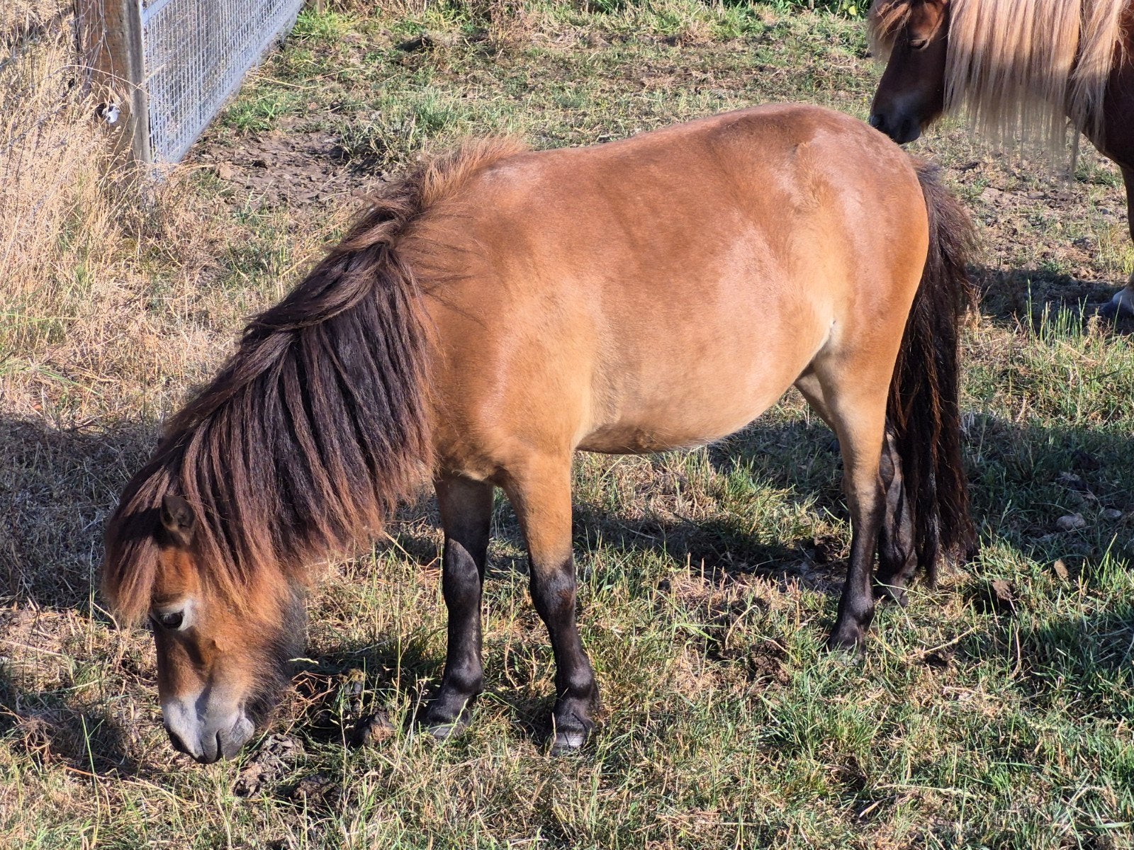 Shetlandpony, Dieren en Toebehoren, Merrie