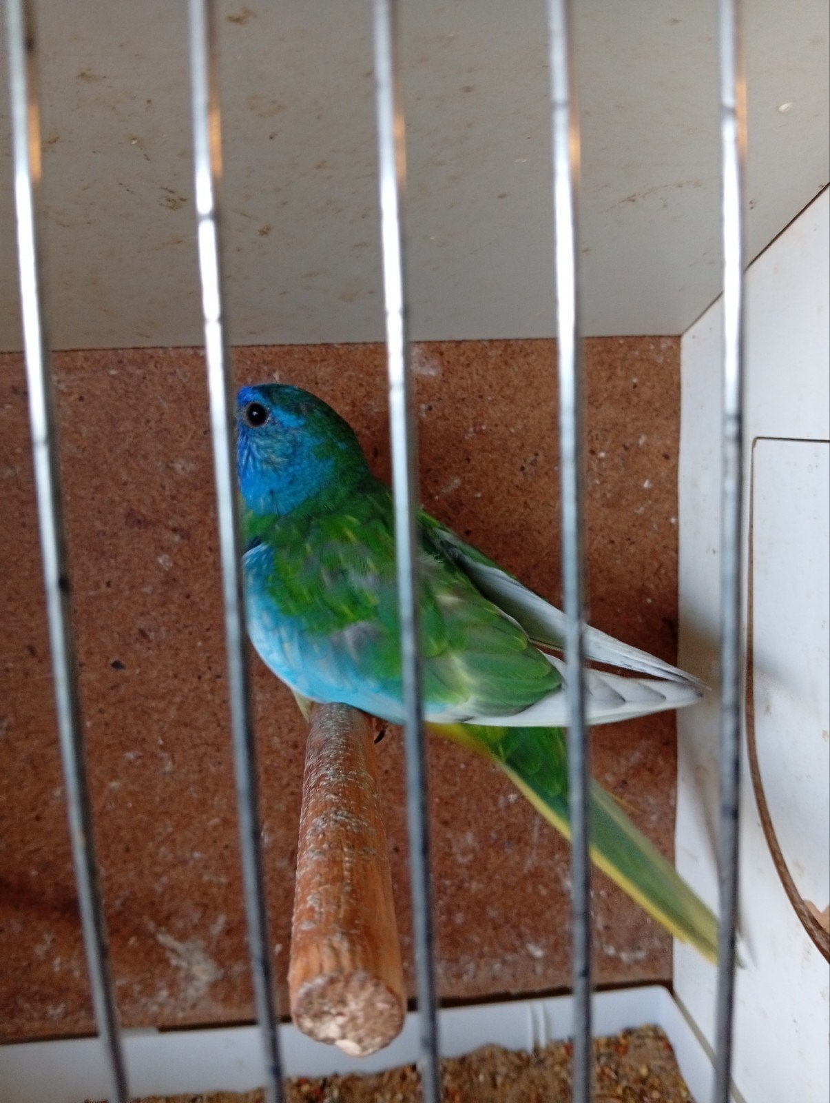 Aqua gezoomde Splendid man 25, Dieren en Toebehoren, Geringd