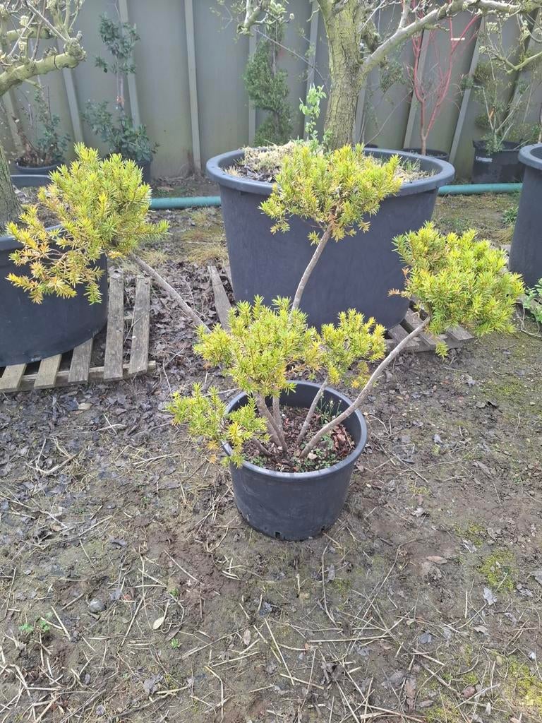 Taxus, Tuin en Terras, Planten | Bomen, Ophalen