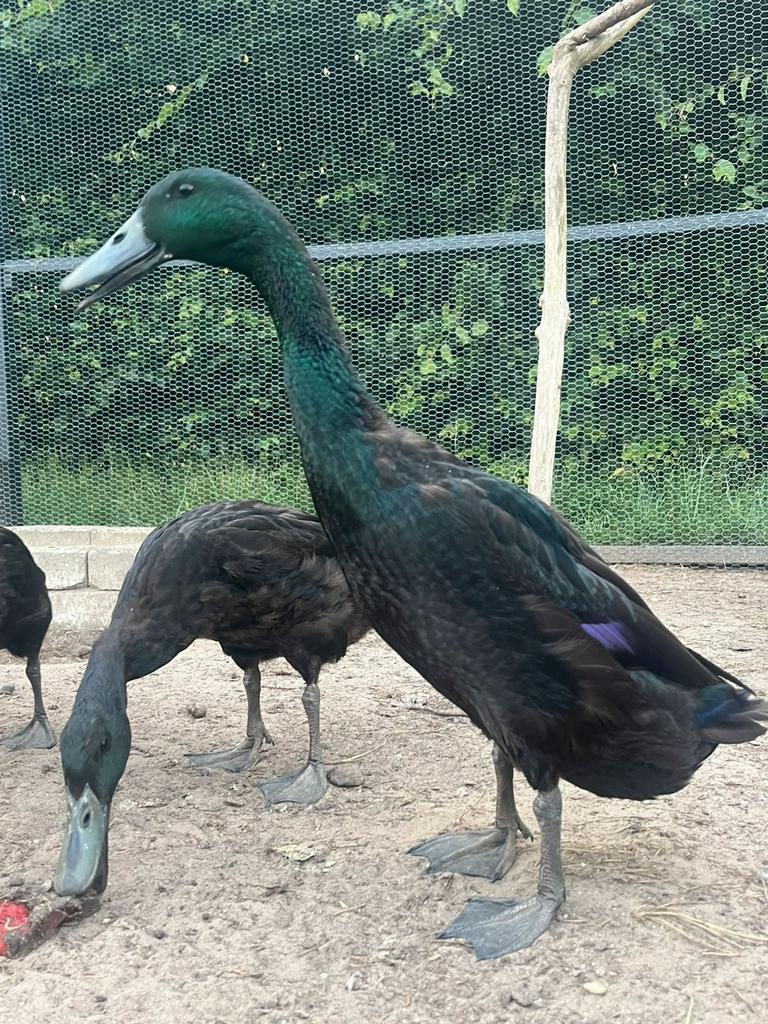 Poussins de canard coureur indien, Animaux & Accessoires, Volatiles, Canard, Sexe inconnu
