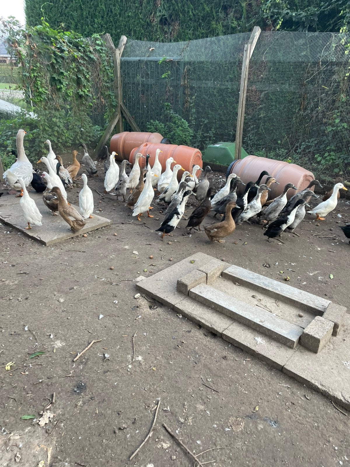 Loopeend vrouwtjes, Femelle, Canard