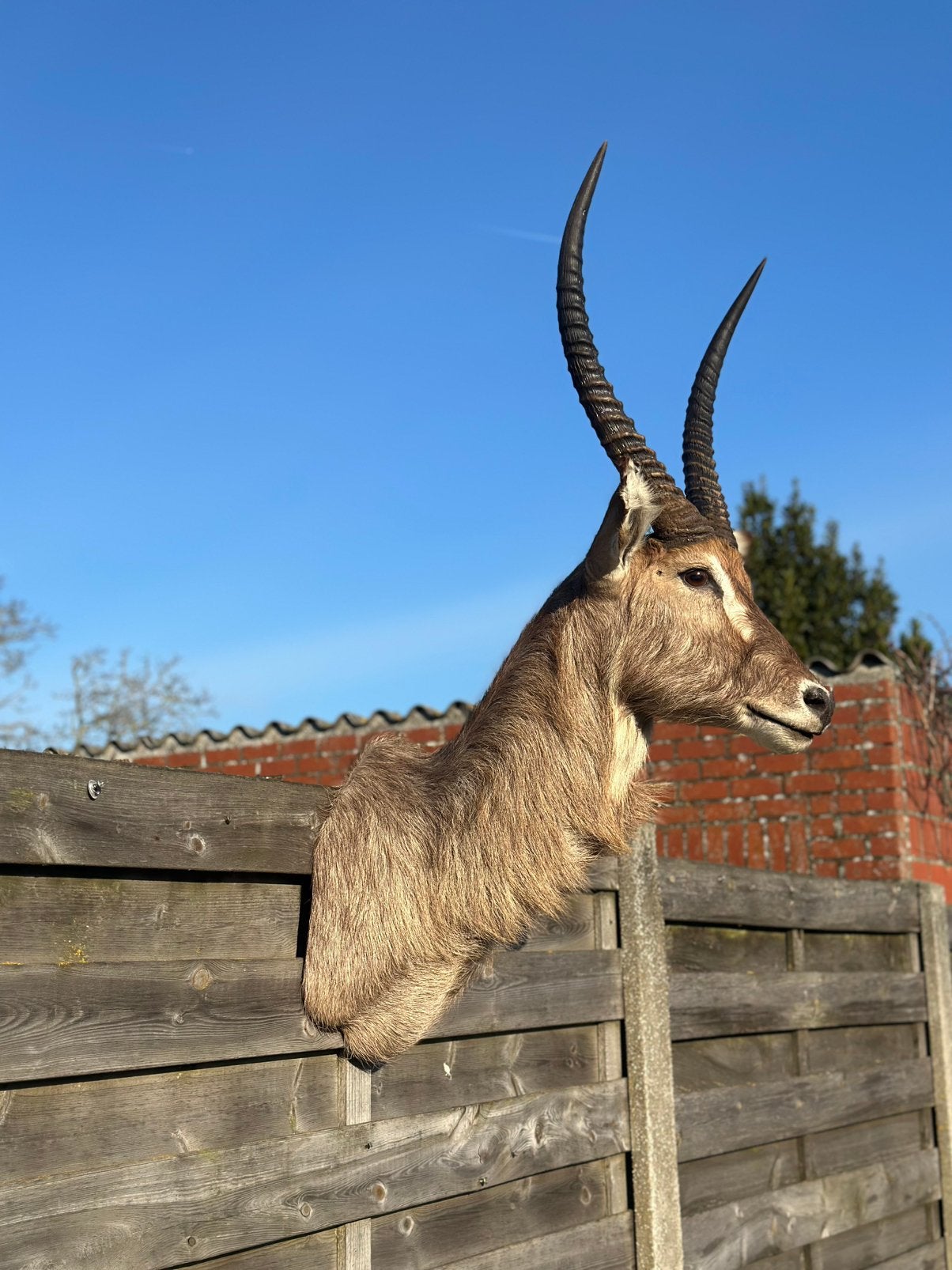 Te koop taxidermie waterbok zeer stoer opgezette, Antiek en Kunst, Ophalen