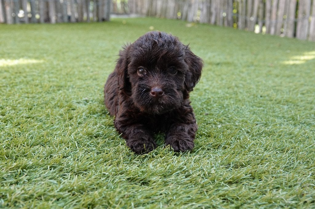 Prachtige Maltipoo pups (Chocobruin en zwart), Dieren en Toebehoren, Honden | Chihuahua's en Gezelschapshonden, Meerdere dieren